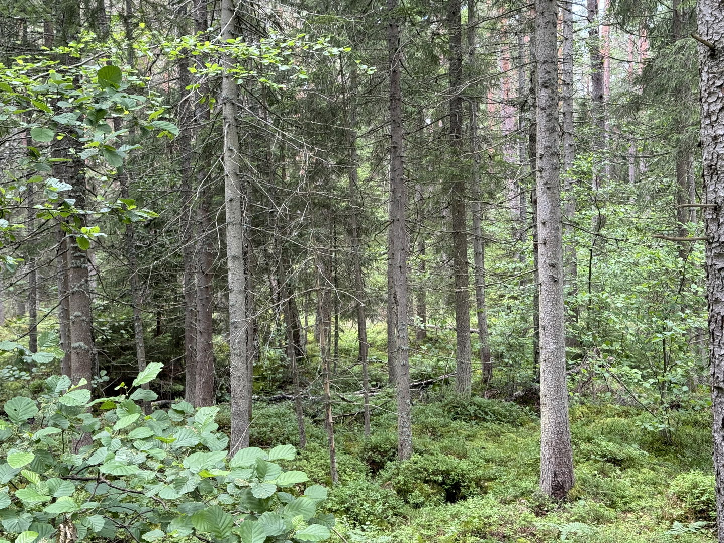 Bild på döende träd i Harpebolnäset