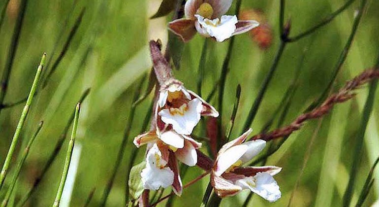 Kärrknipprot är en vacker orkidé som blommar i slutet av sommaren. 