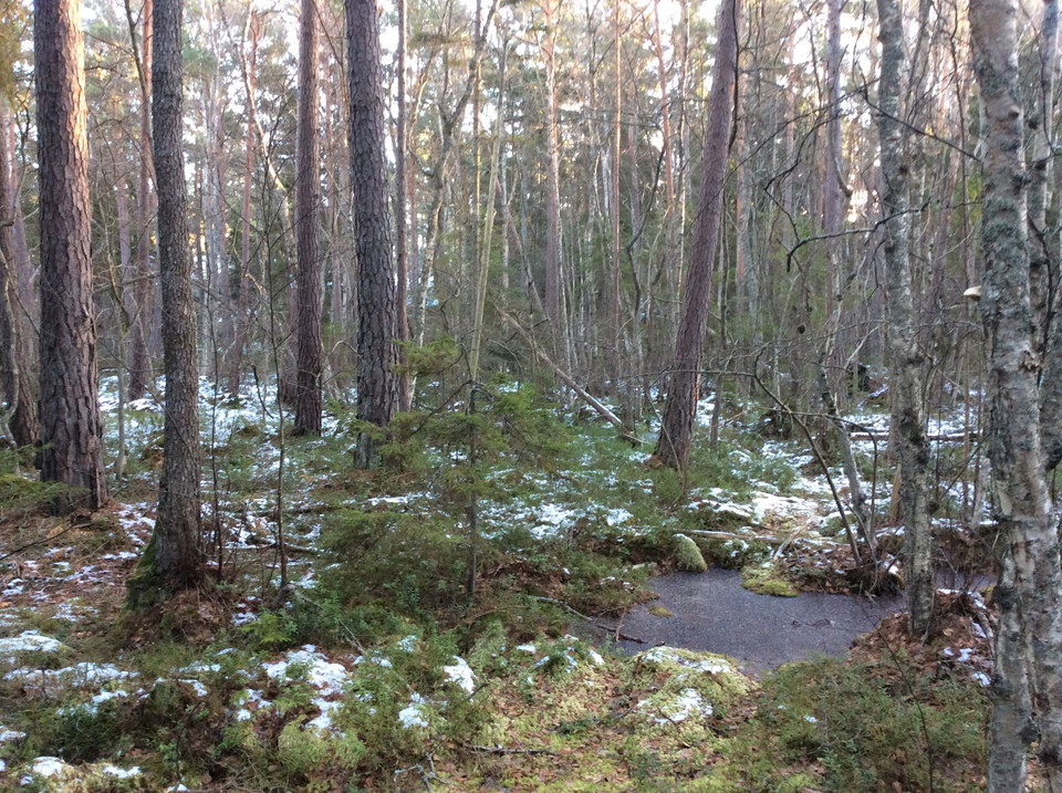 Djupvikens naturreservat