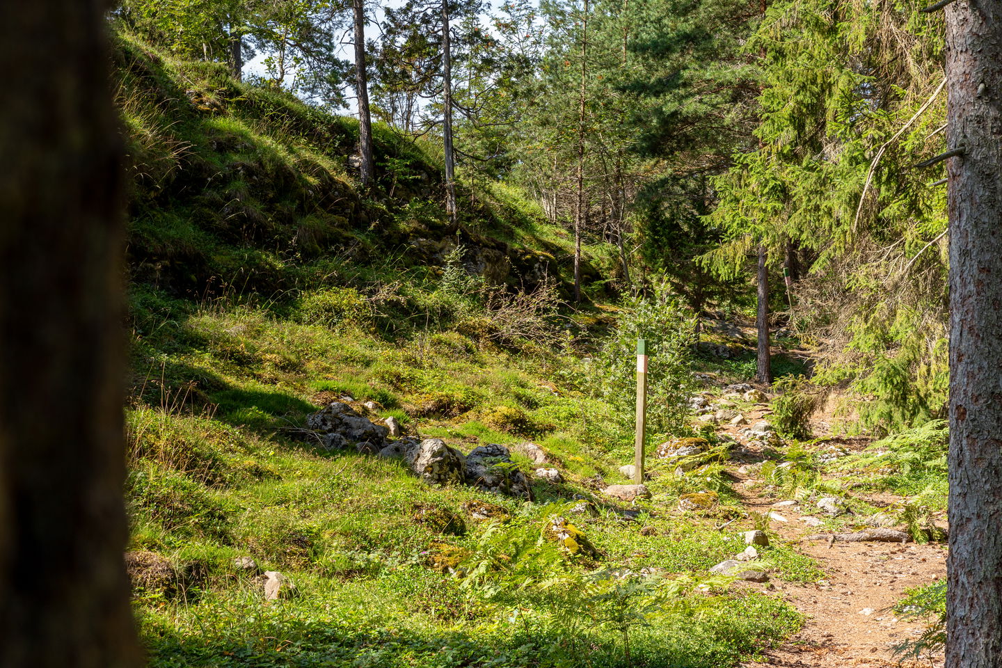 En högre slänt med sten till vänster och en liten stig till höger. I skogsmiljö.