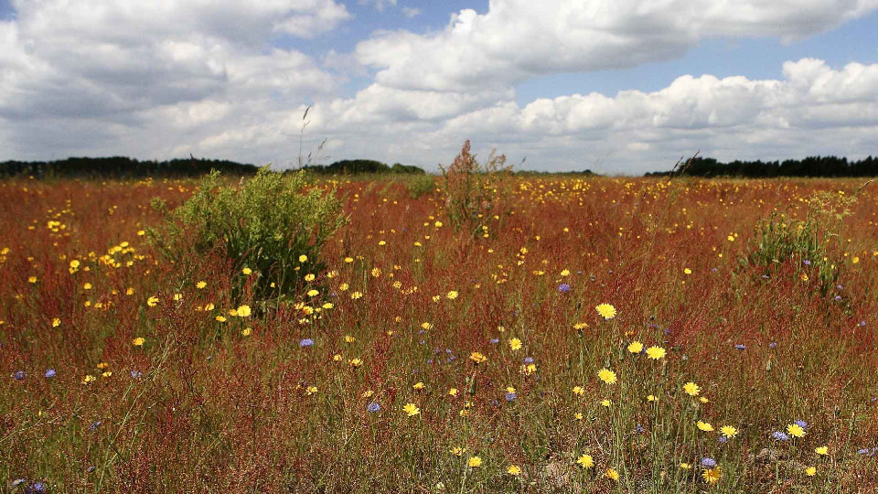Gräsmark med blommande gula fibblor och rödaktig bergssyra
