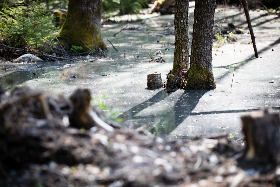 Vy över våtmark 3, man ser delar av den vattentäckta ytan