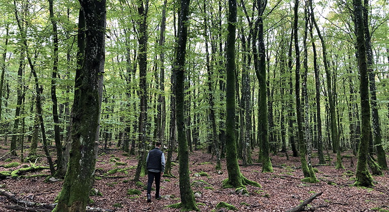 Bokarnas stammar är långa och ståtliga. De gröna löven ger ett grönt vackert sken i skogen. 