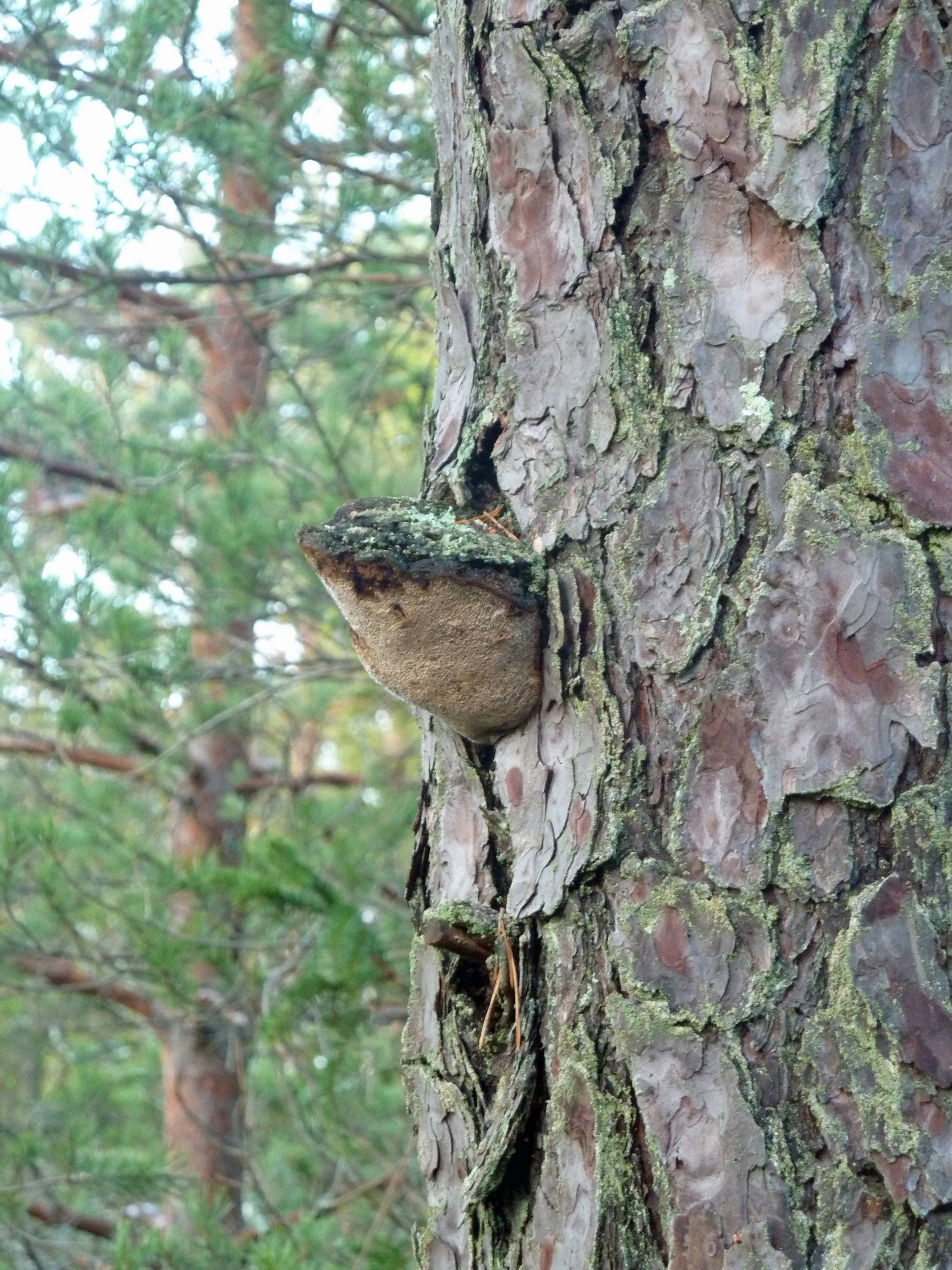www.naturkartan.se