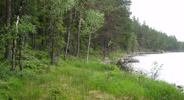 Gränseskogen, Naturreservat