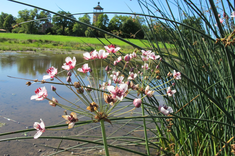 Bergianska trädgården, våtmarken.