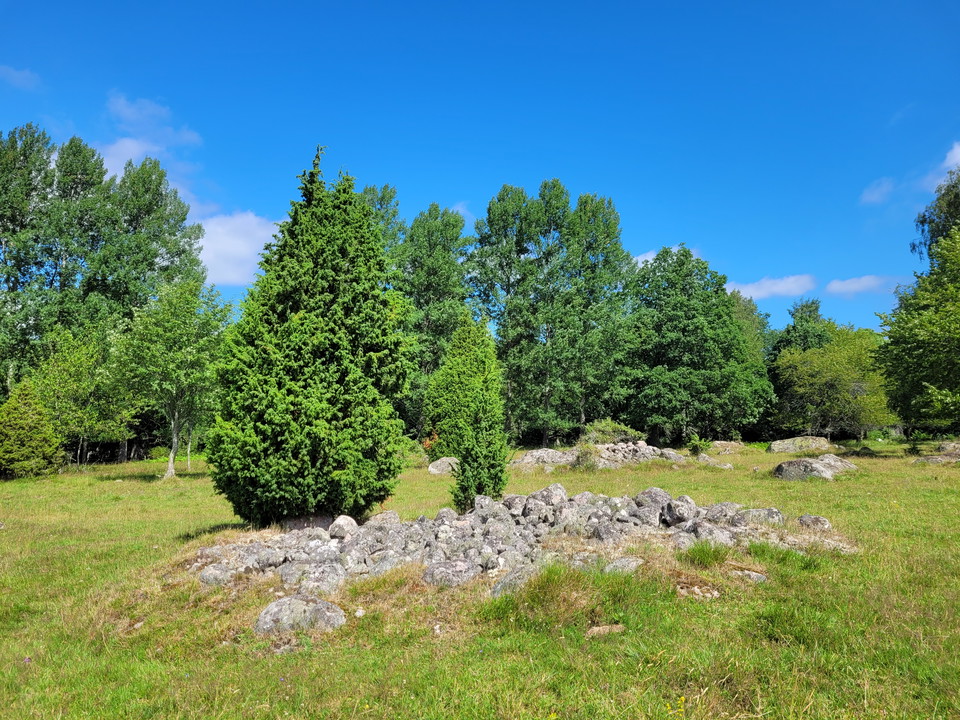 Odlingsrösen i betesmark med enbuskar