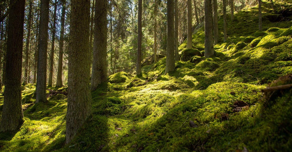 Stora Namnsgölen runt.
Norrköping