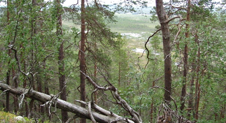 Bergmyrberget.