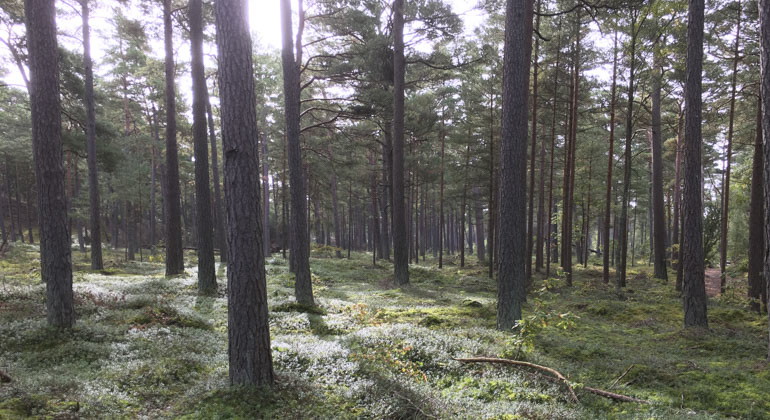 skogen i reservatet