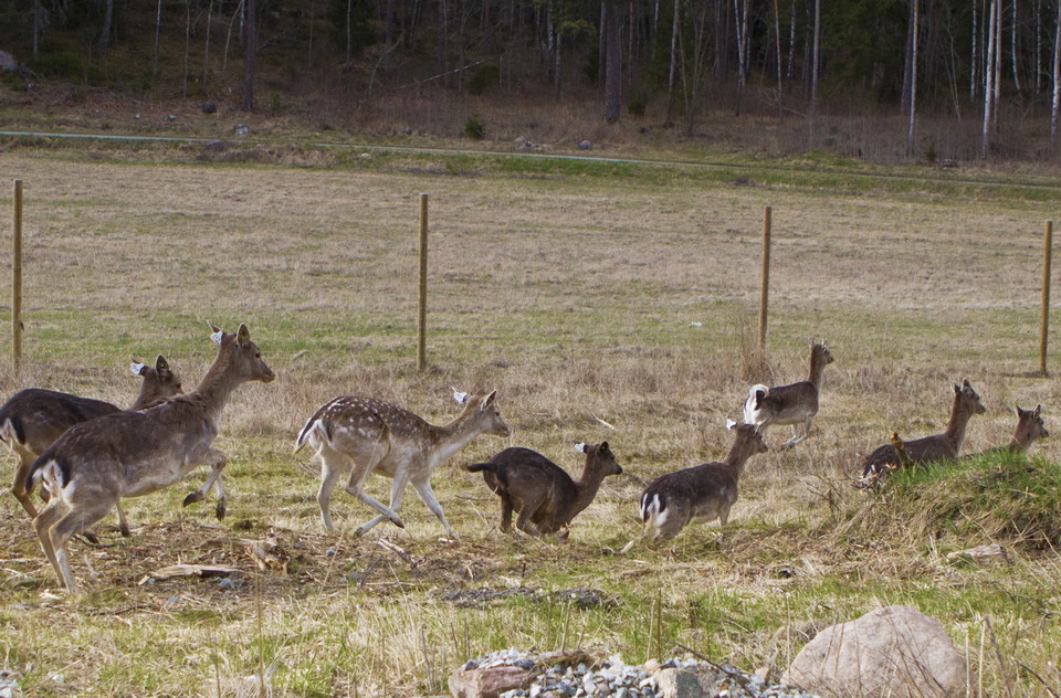 Eggeby Fornpark – vackert naturområde med rik historia där dovhjortar strövar fritt!