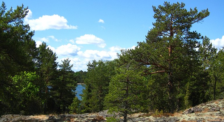 Bergholmen-Stora Kalvö, Naturreservat