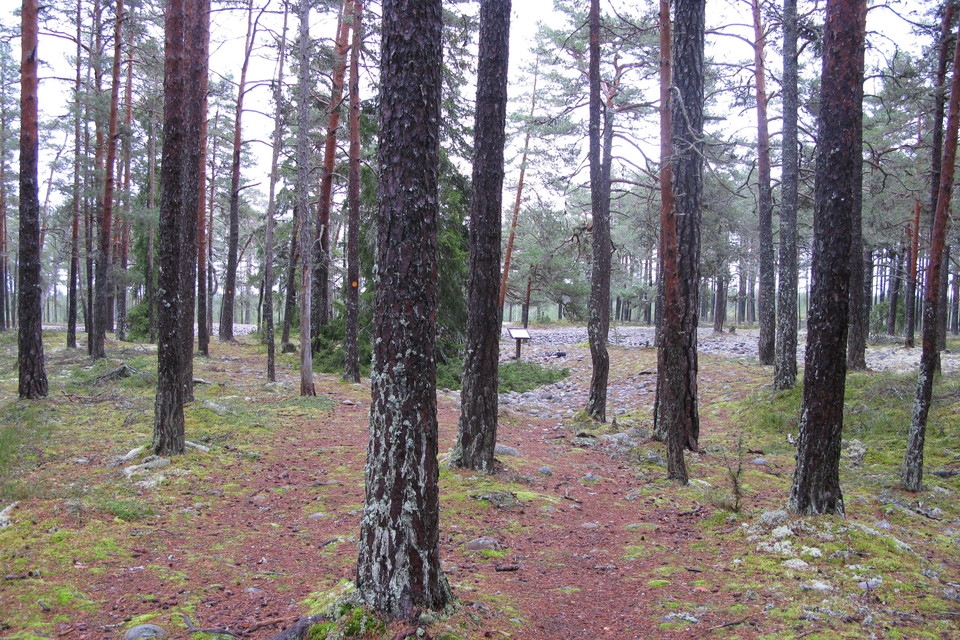 En något stenig stig genom gles tallskog leder fram till en informationstavla och ett stentorg.