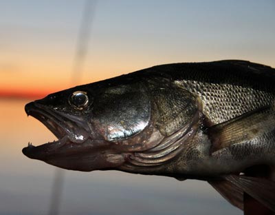 Sportfiskekortet, Magelungen