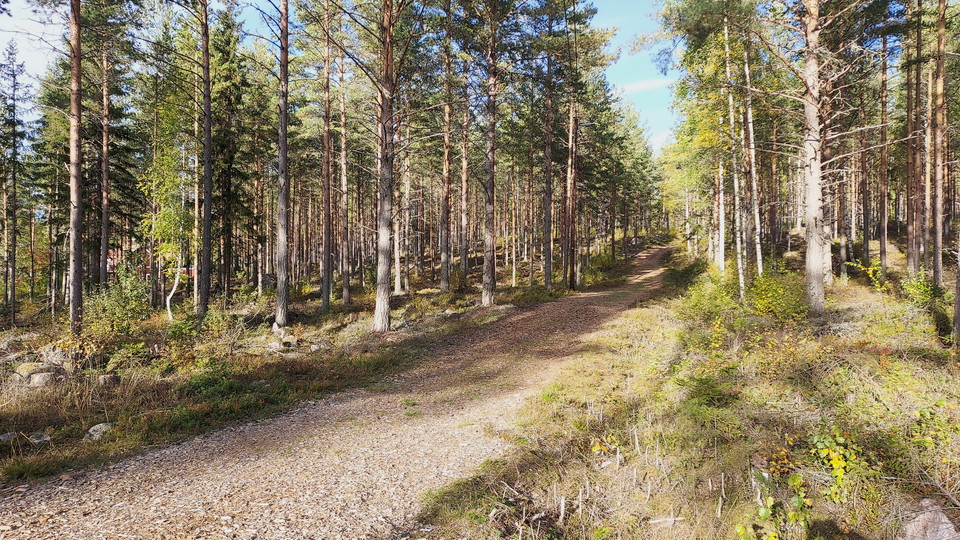 Tallåsens elljusspår