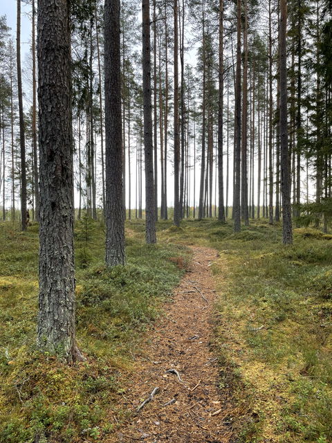 Skogsstig som går genom tallskog