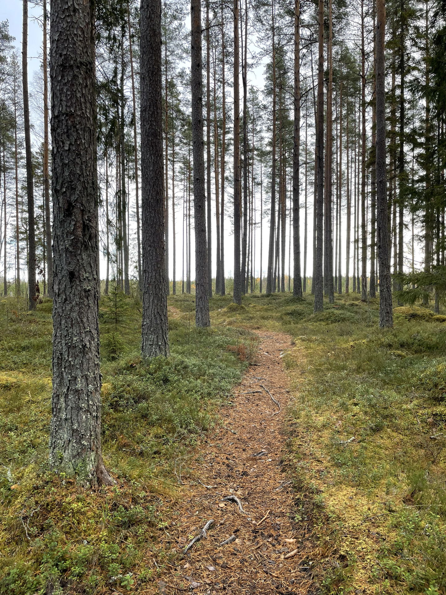 Skogsstig som går genom tallskog