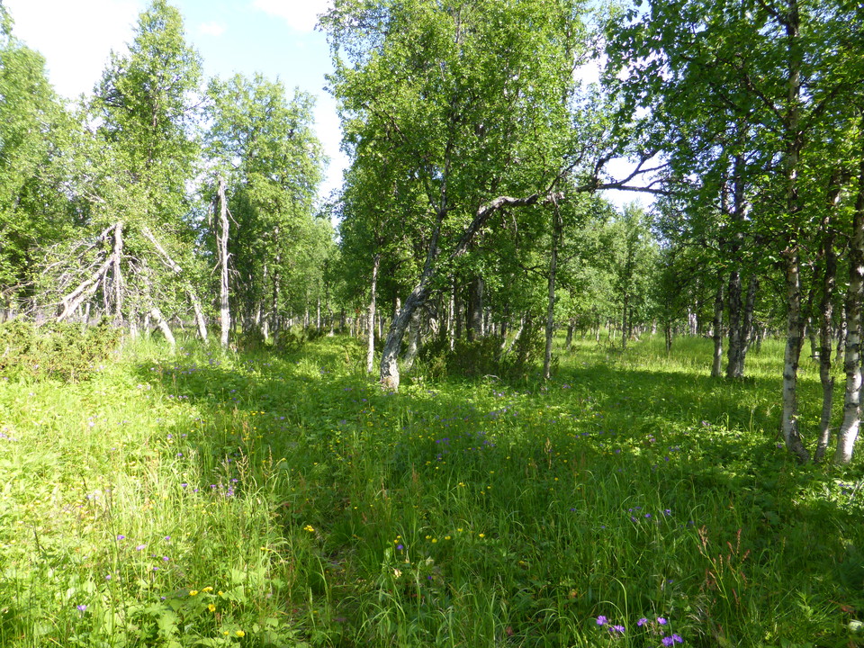 Går vidare genom fjällbjörkskog