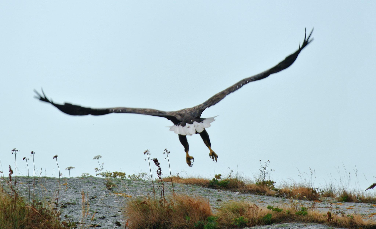 Havsörn