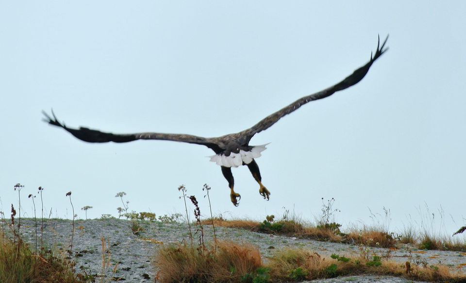 Havsörn
