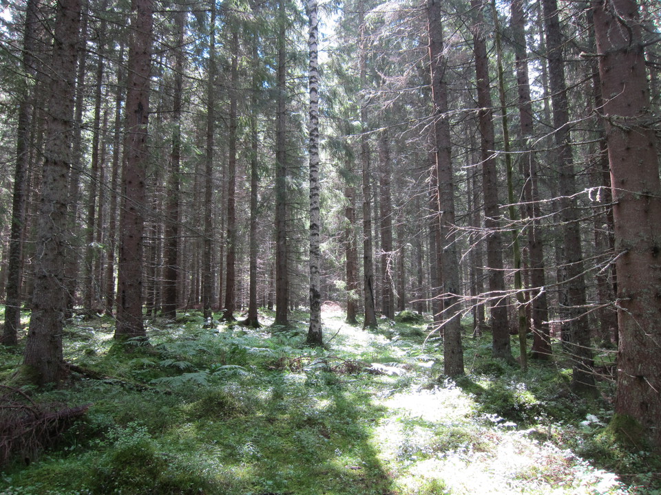 Solen letar sig in mellan trädtopparna i tät skog.