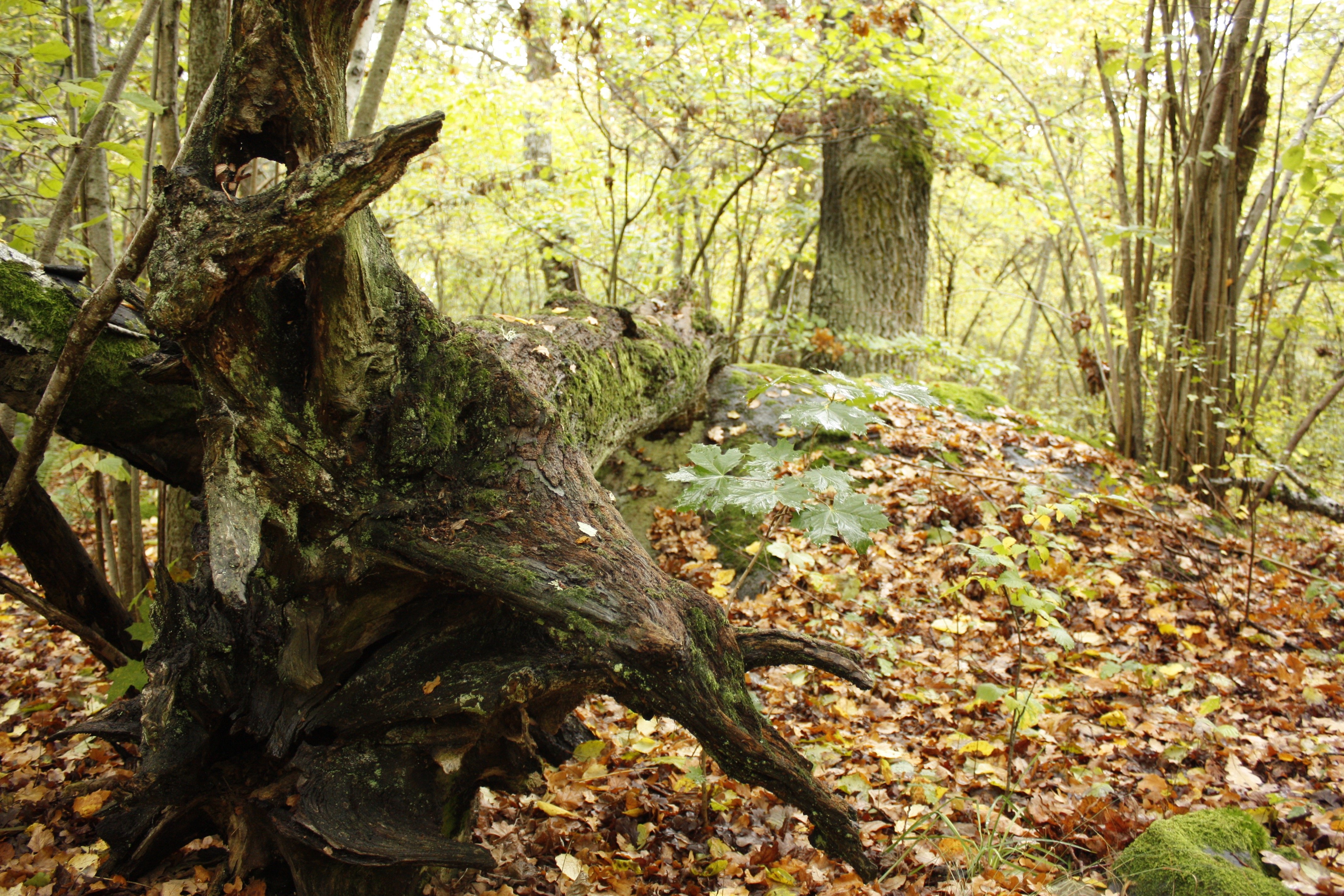 En gammal trädstam ligger på marken. Runtom finns det många hasselbuskar.