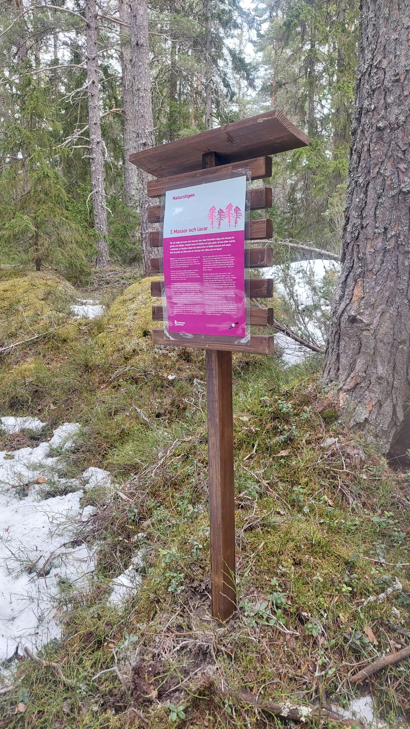 Informationstavla om mossor och lavar