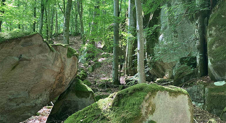 Stora stenblock i skogen.
