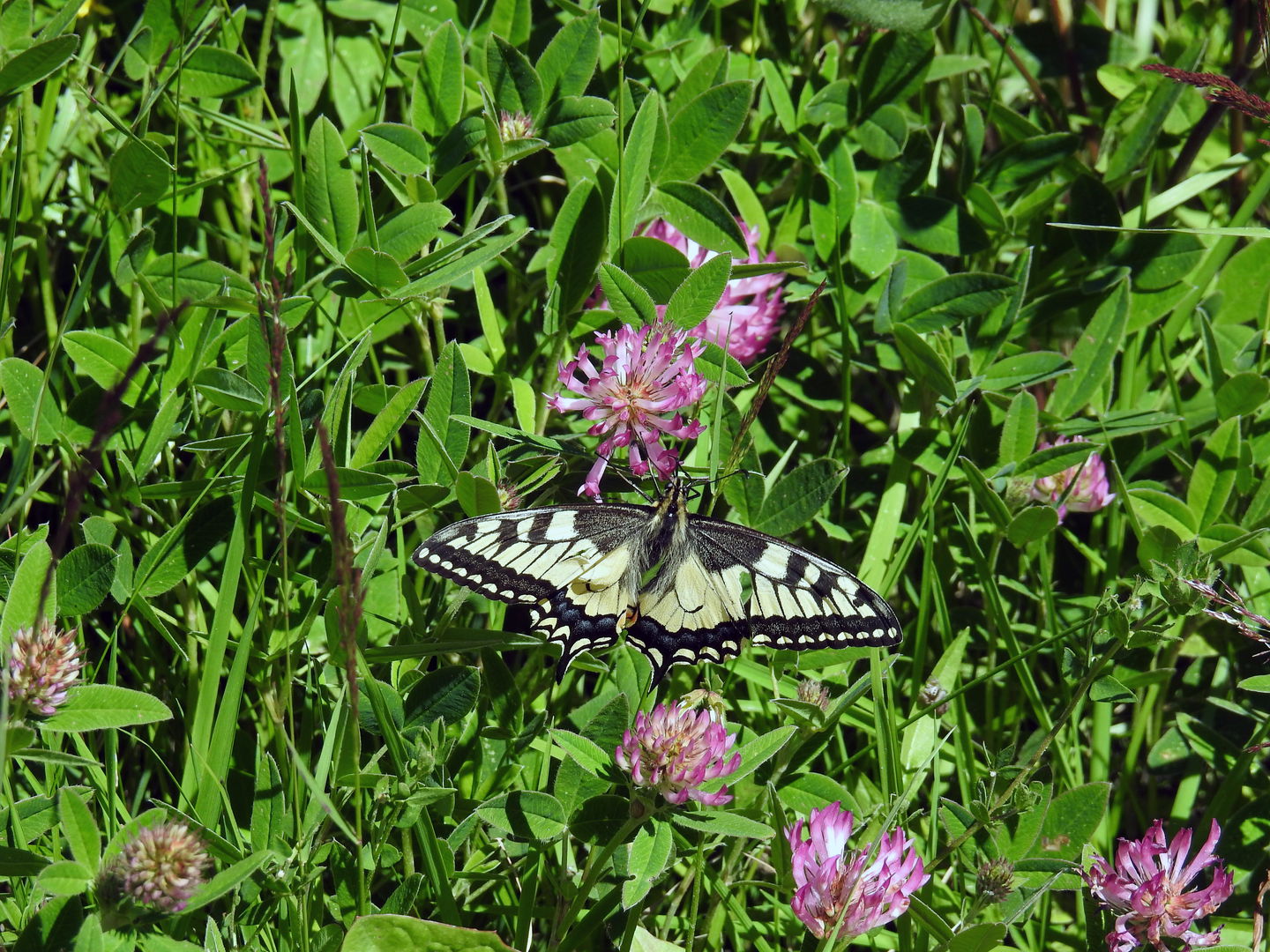 Har du tur kan du se en makaonfjäril flyga förbi. Foto Malin Björn