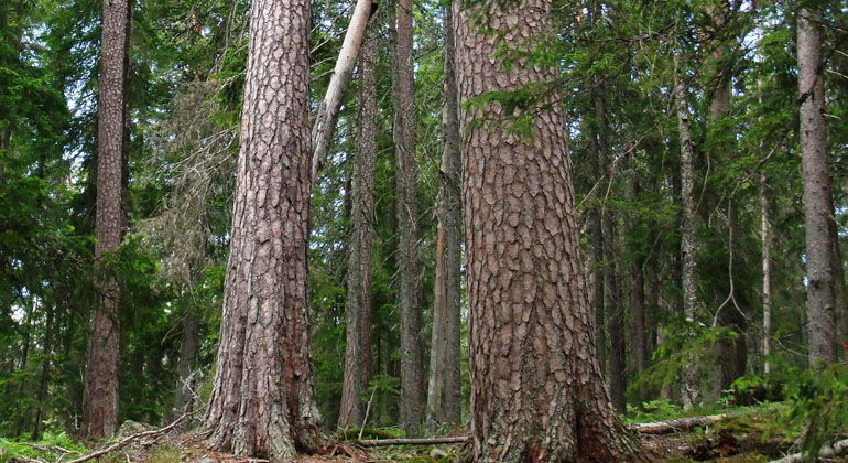 Jättetallar i Bleckbergerns urskog.