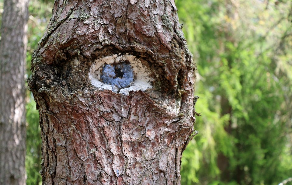 En trädstam med en hålighet som målats så att det ser ut som ett öga.