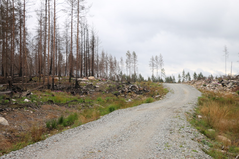 Grusväg, på sidorna syns brända träd.