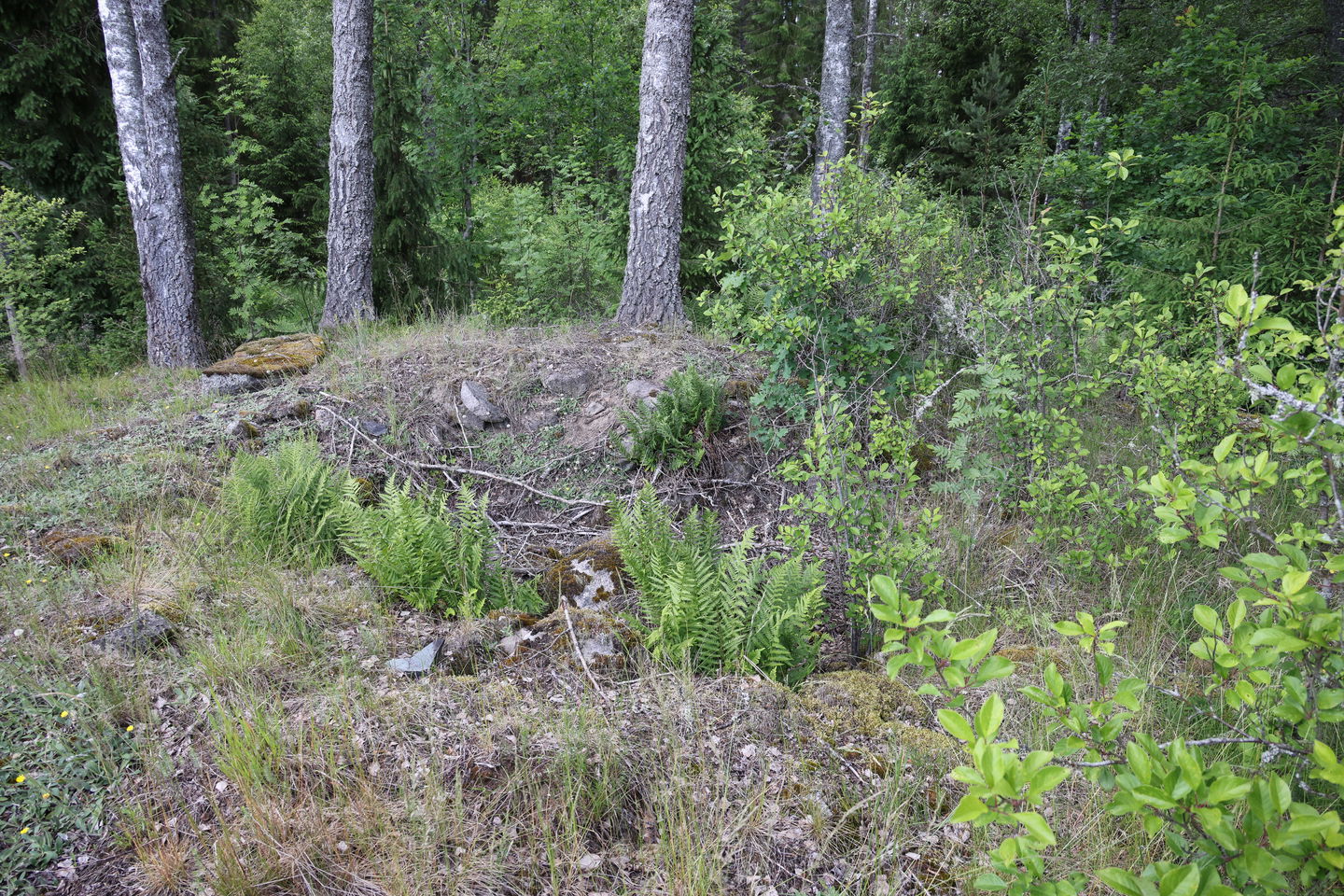 Foto: Niklas Kämpargård