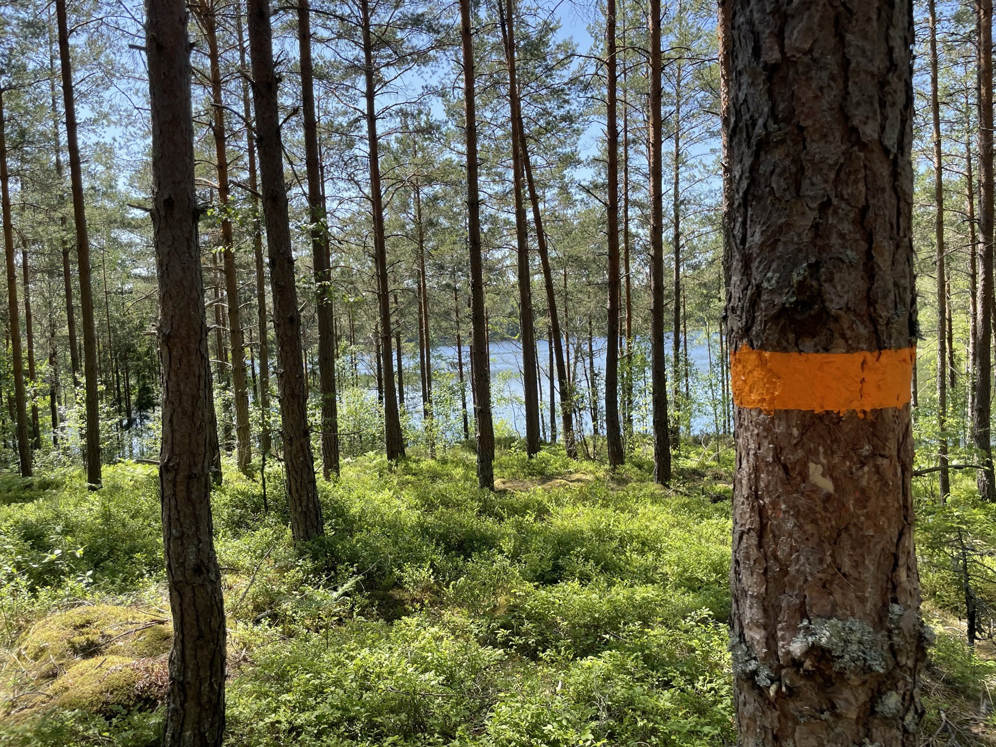 Åttan - Sörsjön Kolmården 14 km
