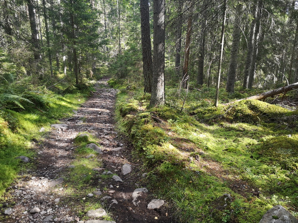 Längs med leden