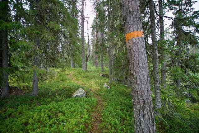 Torpet–Nattsjöstugan–Dainanäs, Urskogsleden