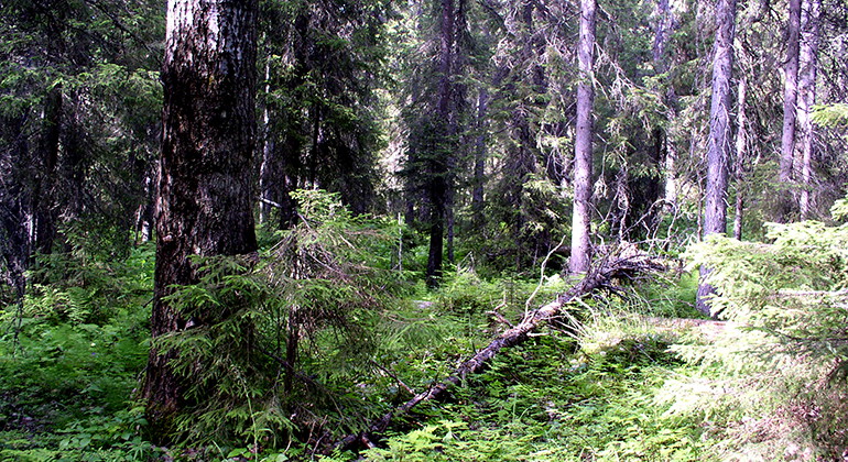 Södra Blåkölen.