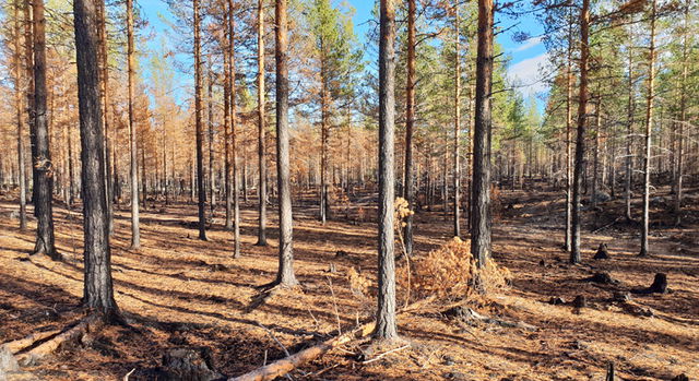 Jonasesmyran, Naturreservat