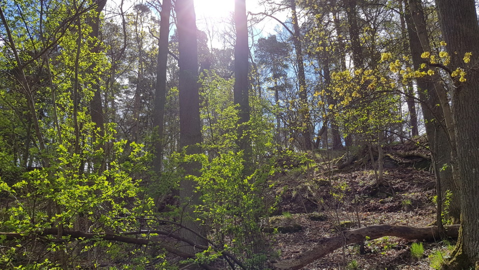 Norra sidan av ekbacken vid Hustegaholm. Foto Lidingö stad