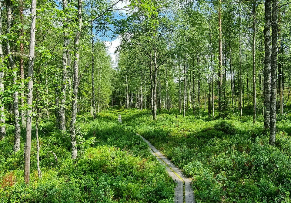 Hertigparets vandringsled, Byamossarna