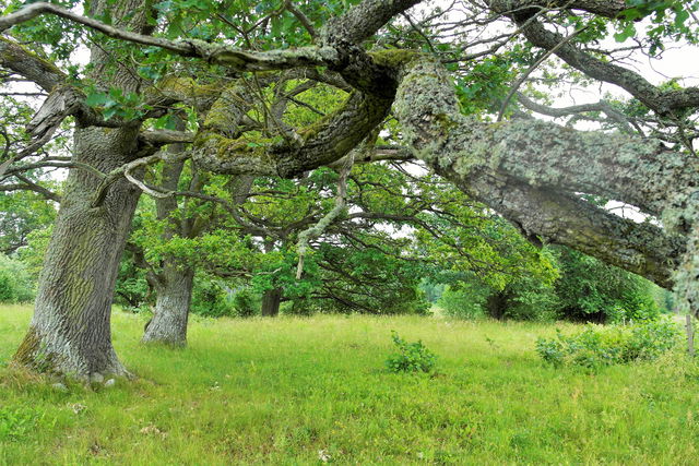 Tokorps naturreservat