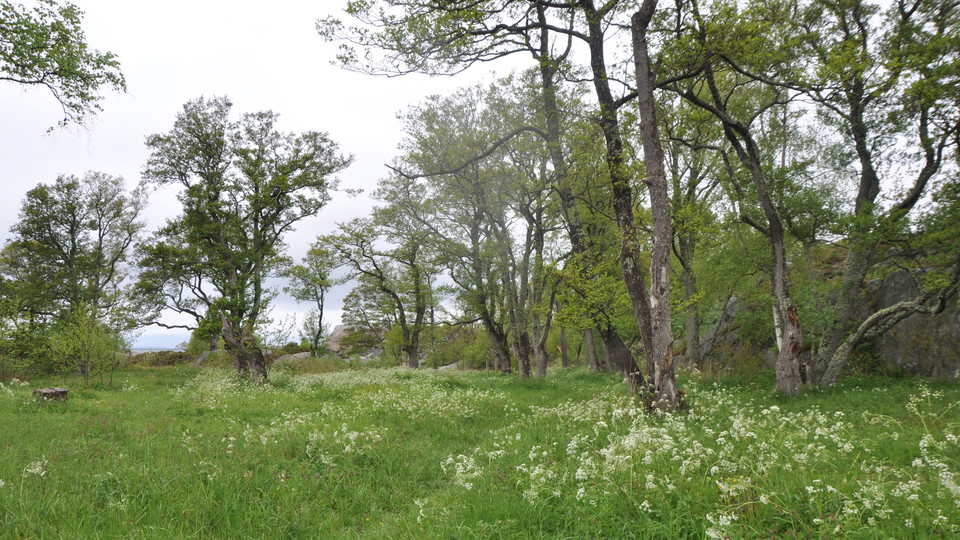 Ängen på Stora Bonden. 