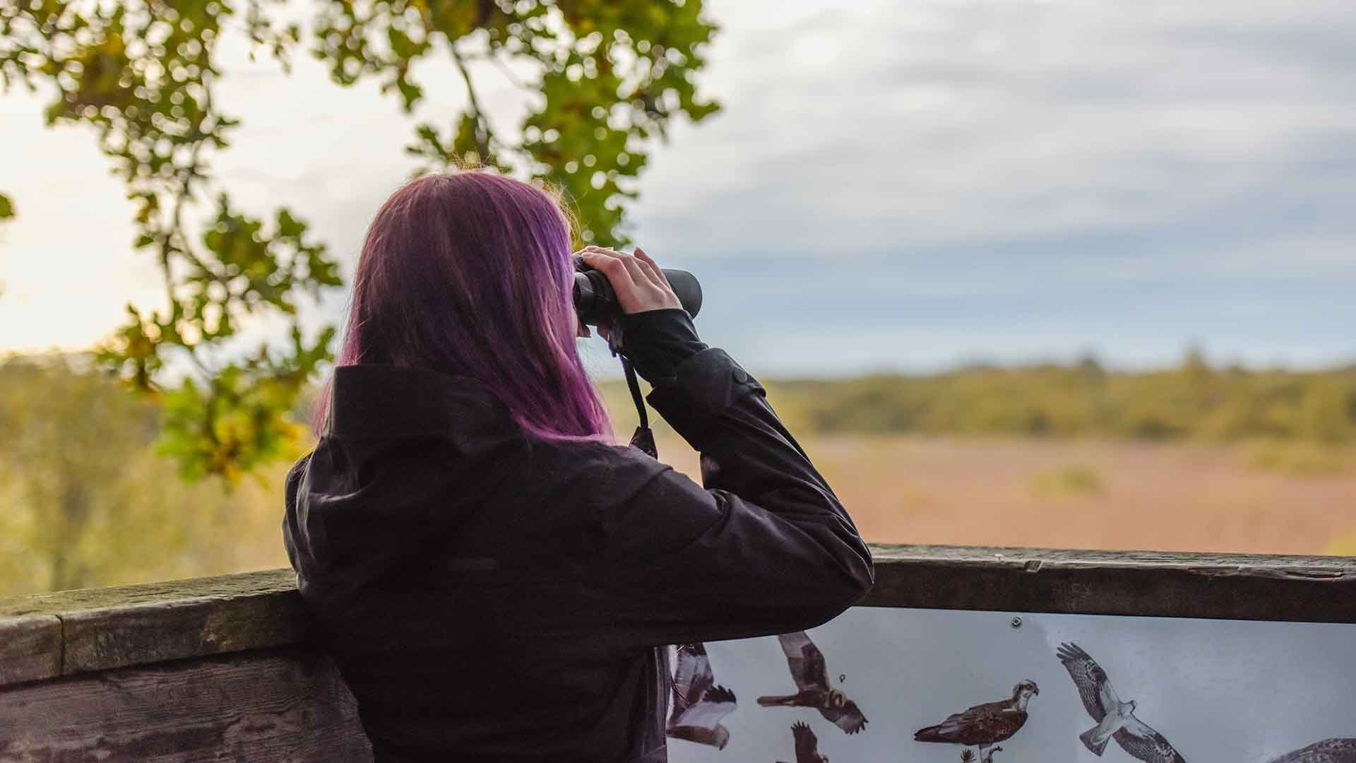 Kvinna står i fågeltornet och  tittar med kikare över vasshavet framför.