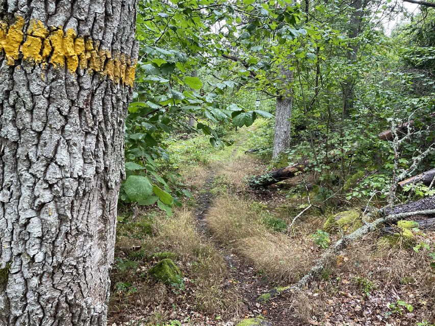 Vandringsled genom lövskog med gul markering på träd