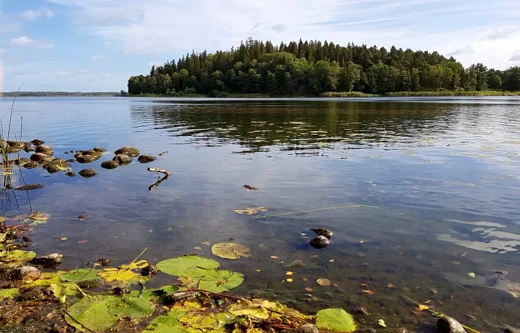 En sjö. Näckrosblad i förgrunden, en ö i bakgrunden.