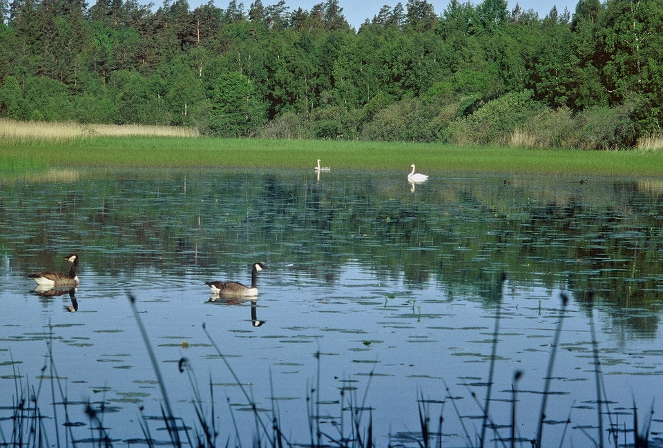 Svanar och kanadagäss på sjön