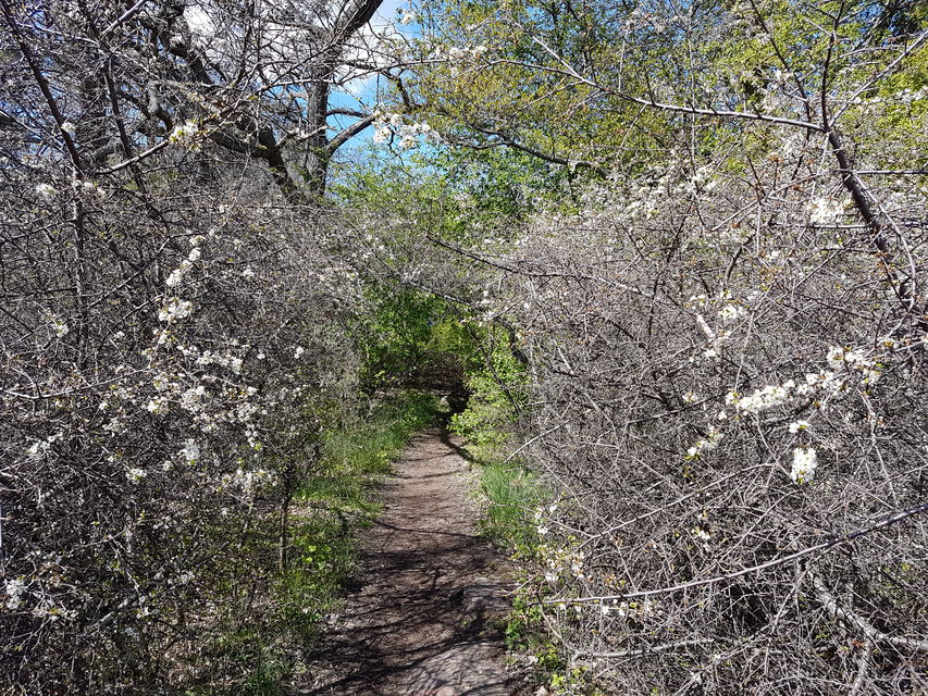 Stig genom slån, Boholmen. Foto Lidingö stad.