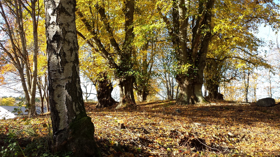 Glömsta gravfält med grova lindar