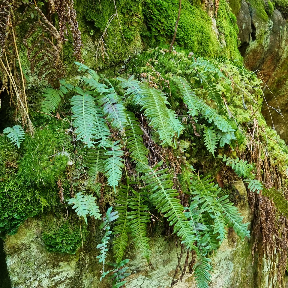 Stensöta på bergvägg.