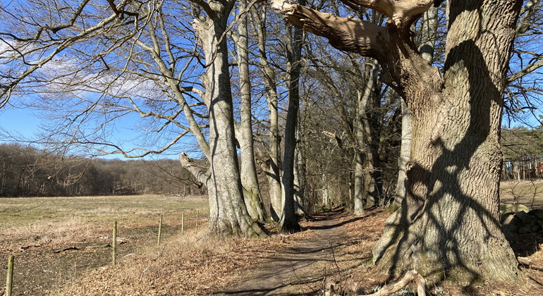 Kungastigen.